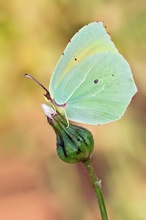 Gonepteryx cleopatra