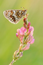 Melitaea athalia