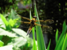 Vierfleck Libellula quadrimaculata