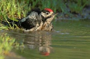 Junger Buntspecht beim baden!