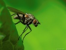 Fliege auf Blatt