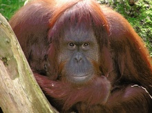 Orang-Utan