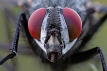 Monsterfliege