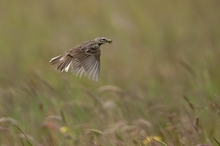 Wiesenpieper (Anthus pratensis) auf dem Weg zum Nest