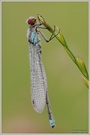 Großes Granatauge (Erythromma najas)