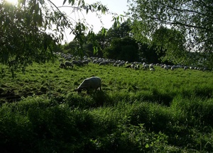 Abendwiese bei Klein Nemerow