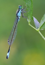 Große Pechlibelle