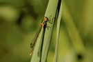 Gemeine Binsenjungfer (Lestes sponsa)?