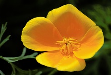 Escholzia californica