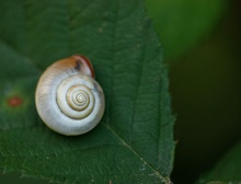 Schnecke