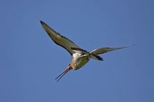 Uferschnepfe (Limosa limosa) im Flug