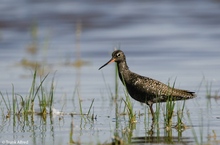 dunkler wasserläufer