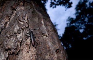 Heldbock (Cerambyx cerdo)