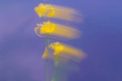 Sumpfschwertlilie im Wind