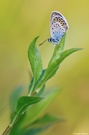 Plebeius argus