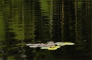 ~ Silence ~