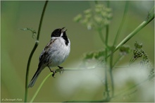 Rohrammer (Emberiza schoeniclus)