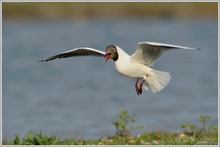 Lachmöwe (Larus ridibundus)