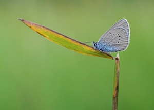 Rotklee-Bläuling (Polyommatus semiargus)