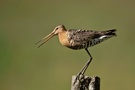 rufende Uferschnepfe (Limosa limosa)