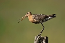 rufende Uferschnepfe (Limosa limosa)