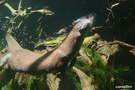 Fischotter