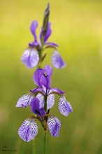 Sibirische Iris (Iris sibirica)