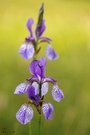 Sibirische Iris (Iris sibirica)