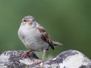 Eine Freundin für Captain Sparrow