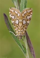 Laichkrautzünsler (Elophila nymphaeata)