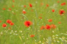~ Mohn-Malerei ~
