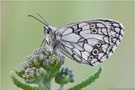 Schachbrettfalter (Melanargia galathea)