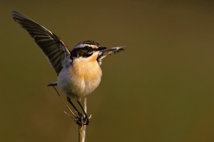 Braunkehlchen-Balance-Akt