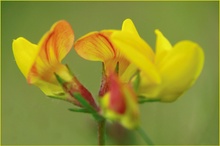 Blutrote Streifen