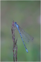 Hufeisenazurjungfer (Coenagrion puella)