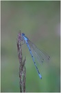 Hufeisenazurjungfer (Coenagrion puella)