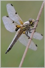 Vierfleck (Libellula quadrimaculata)