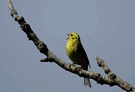 kleiner Schreihals