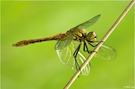 Große Heidelibelle (sympetrum striolatum)