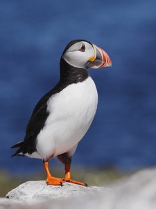 Revidierter Standard-Puffin