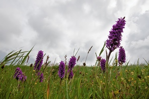 Breitblättrige Knabenkräuter (Dactylorhiza majalis) im Wind