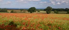 Mohnfeld bei Lohme - Rügen