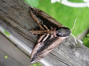 Ligusterschwärmer (Sphinx ligustri)