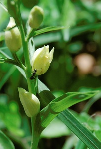 Langblättriges Waldvöglein cephalanthera longifolia