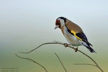 Stieglitz (Carduelis carduelis)