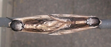 Ligusterschwärmer Pärchen (Sphinx ligustri)