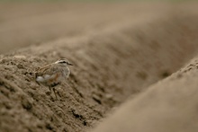 Eurasian_dotterel