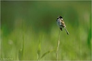 Rohrammer (Emberiza schoeniclus)