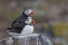 Two Puffins on the rocks, please!