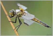 Vierfleck (Libellula quadrimaculata)